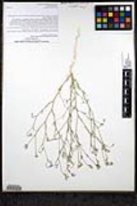 Eriastrum sparsiflorum image