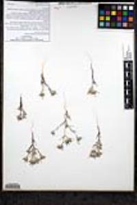 Eriastrum wilcoxii image