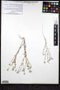Eriastrum wilcoxii image