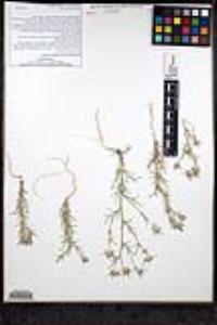 Eriastrum wilcoxii image