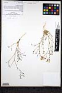 Gilia cana image