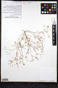 Linanthus liniflorus image