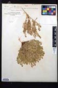 Lepidium lasiocarpum image