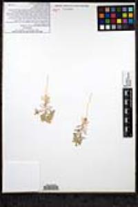 Loeseliastrum matthewsii image