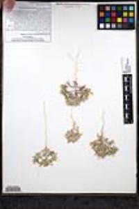 Loeseliastrum matthewsii image