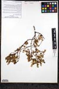 Larrea tridentata image