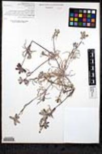 Dactyloctenium aegyptium image