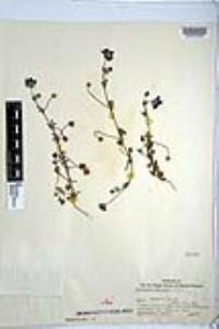 Nemophila menziesii image