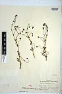 Nemophila menziesii image