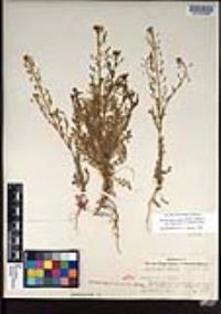Descurainia pinnata subsp. halictorum image