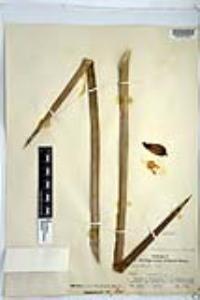 Hesperoyucca whipplei image