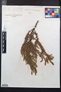 Adenostoma fasciculatum image