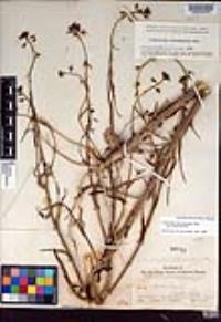 Caulanthus heterophyllus image