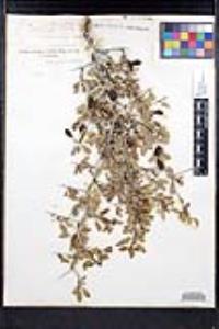 Ziziphus parryi image