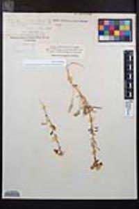 Chylismia claviformis var. peirsonii image