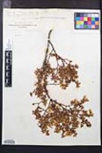 Larrea tridentata image