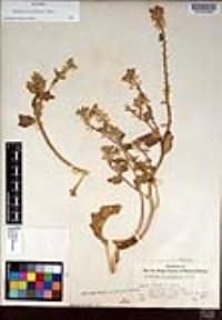 Dithyrea californica image