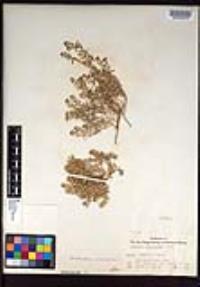 Lepidium lasiocarpum image