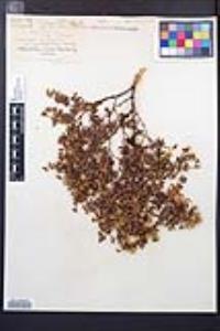 Larrea tridentata image