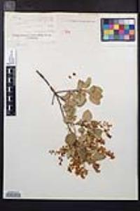 Prunus ilicifolia image