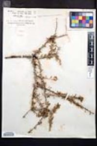 Prunus fasciculata image