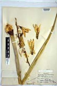 Yucca baccata image