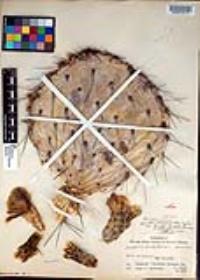 Opuntia phaeacantha image