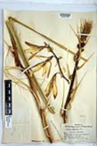 Yucca baccata image