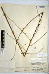 Chlorogalum parviflorum image