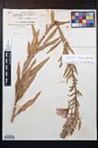 Oenothera elata subsp. hirsutissima image