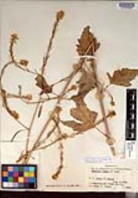 Brassica nigra image