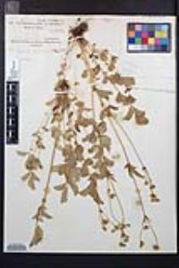 Drymocallis glandulosa image