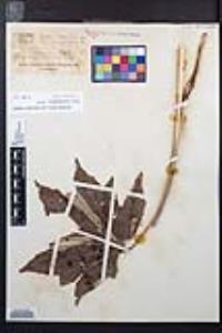 Acer macrophyllum image