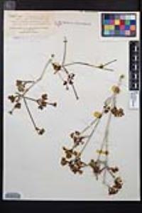 Acer glabrum var. diffusum image