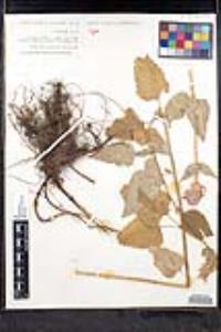 Agastache urticifolia image