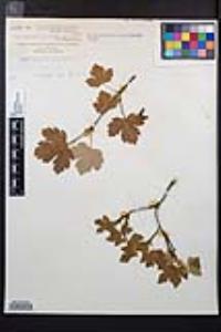 Acer glabrum image