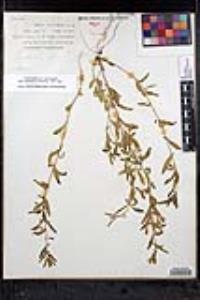 Scutellaria siphocampyloides image