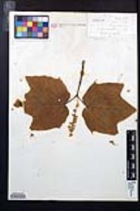 Acer pennsylvanicum image