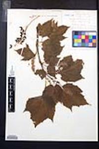 Acer spicatum image