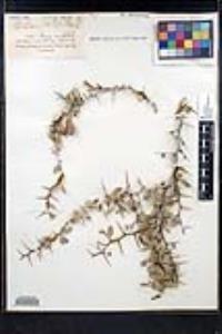 Ziziphus parryi image