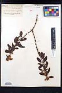 Ceanothus crassifolius image