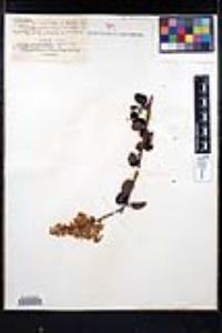 Ceanothus leucodermis image