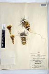 Corynopuntia parishii image
