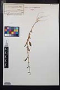Clarkia rhomboidea image