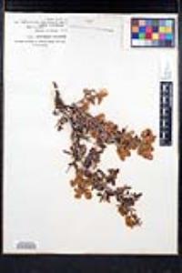 Ceanothus cordulatus image