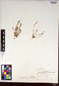 Draba cuneifolia image