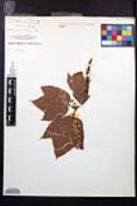 Acer pennsylvanicum image