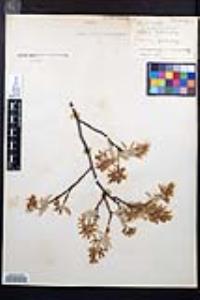 Amelanchier canadensis image