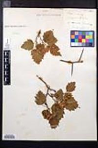 Crataegus coccinea image