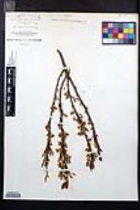 Prunus pumila image